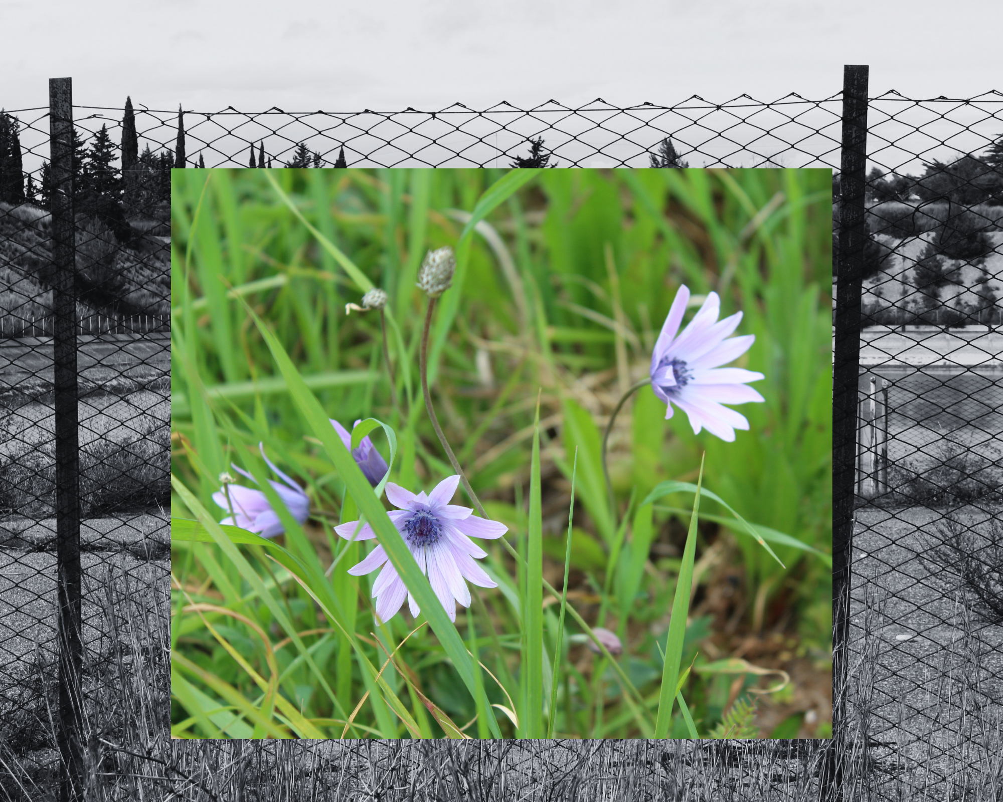 Anemoni, dai petali lilla e la corolla viola, tra l'erba; in sfondo la recinzione della vasca in bianco e nero