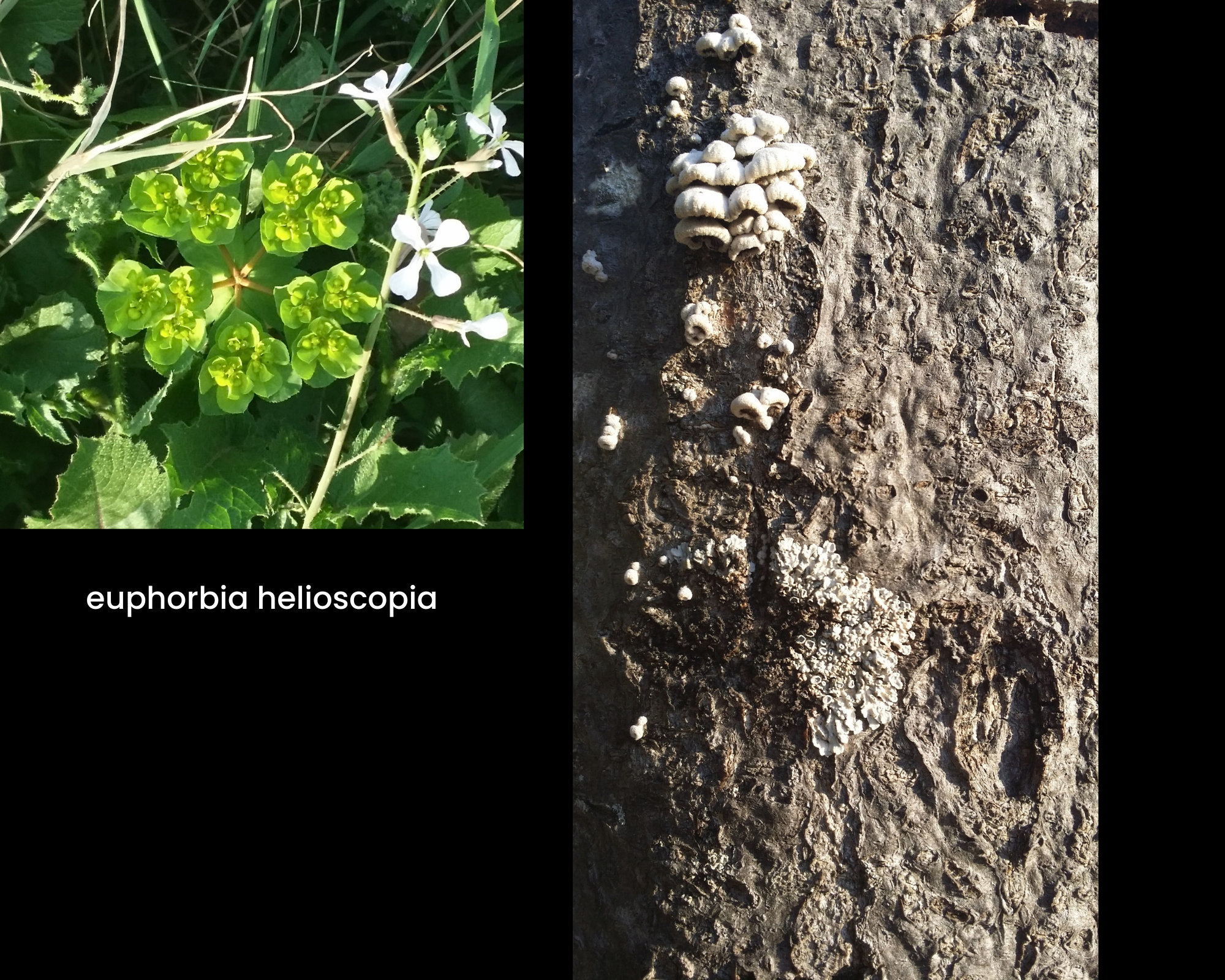 Euphorbia helioscopia; funghi bianchi a lamelle su tronco