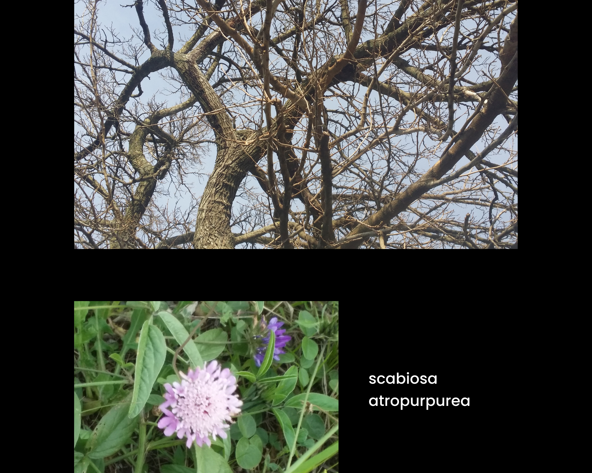 Intricati rami di un albero spoglio; scabiosa atropurpurea