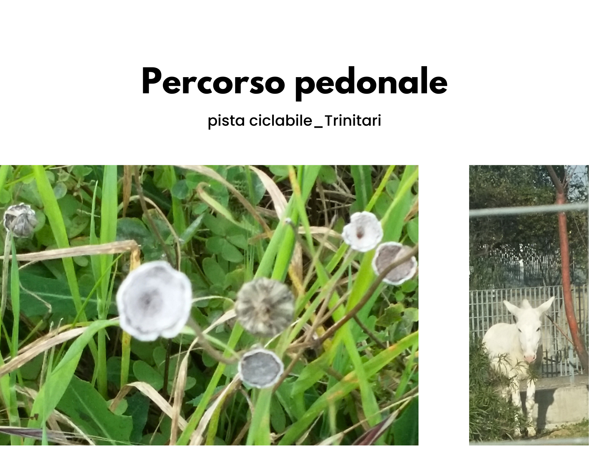 Percorso pedonale e pista ciclabile "Trinitari" Vuoti fiori di campo; un asinello bianco dietro una recinzione