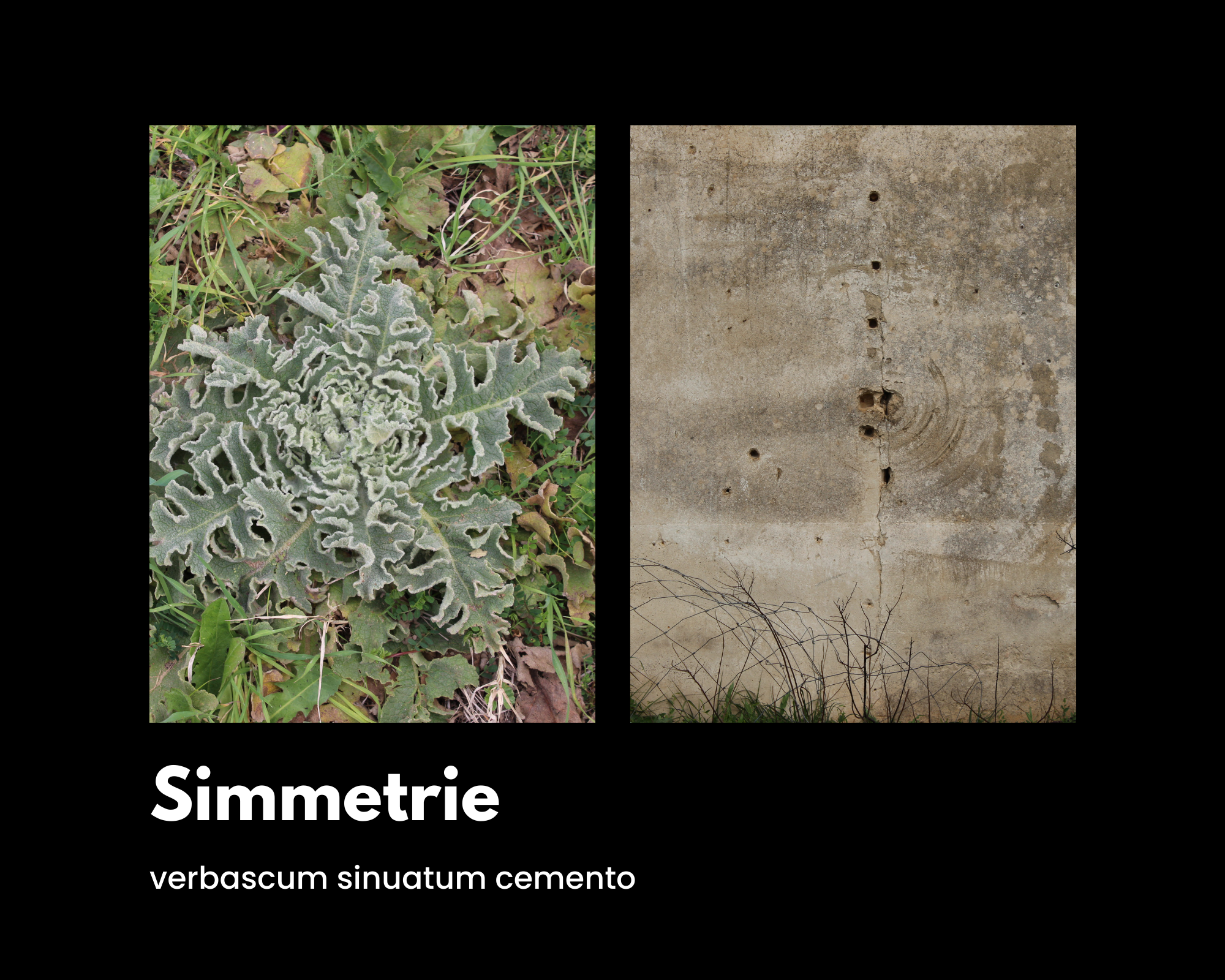 Simmetrie: verbascum sinuatum e segni circolari attorno a un buco su un muro di cemento