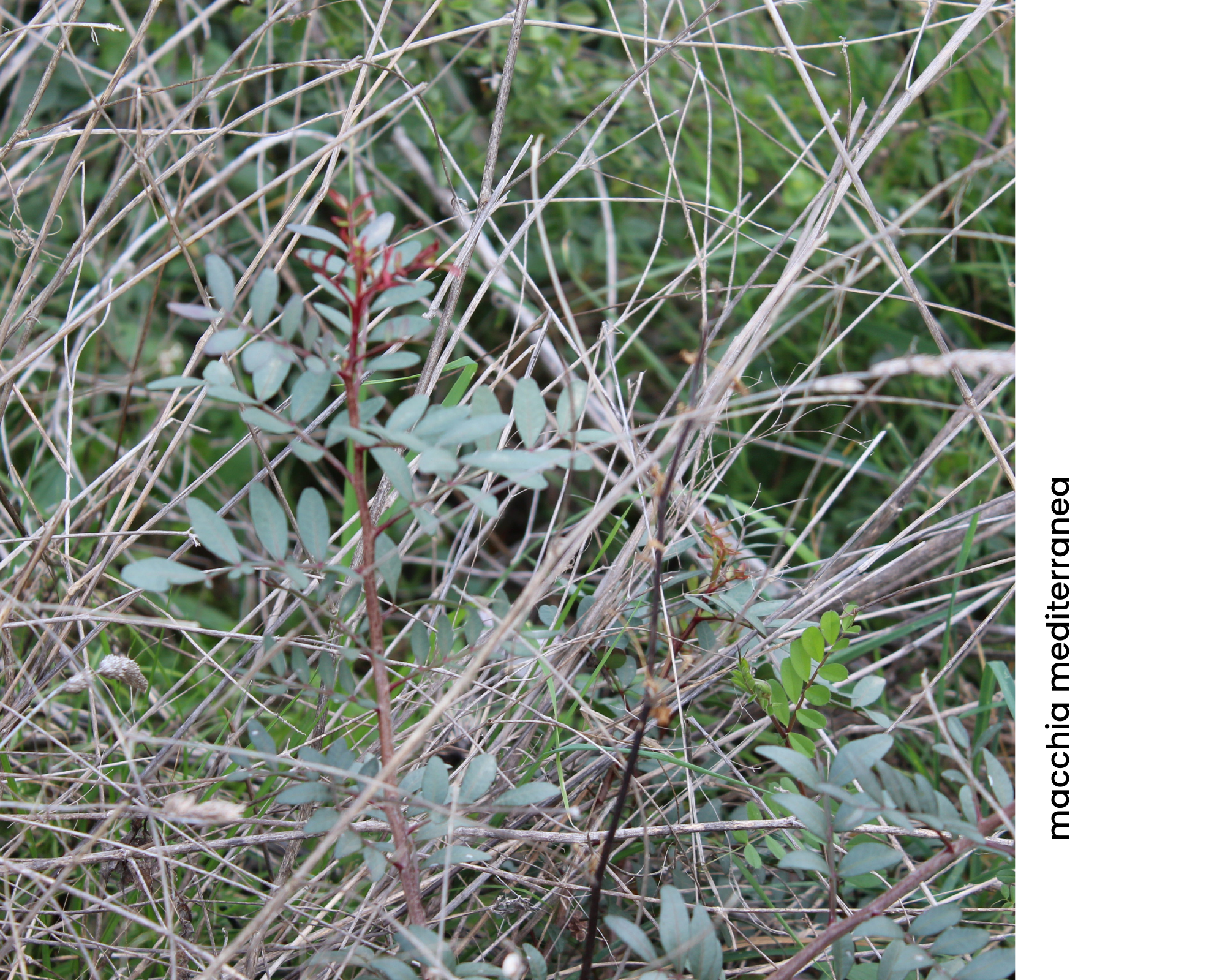 Macchia mediterranea