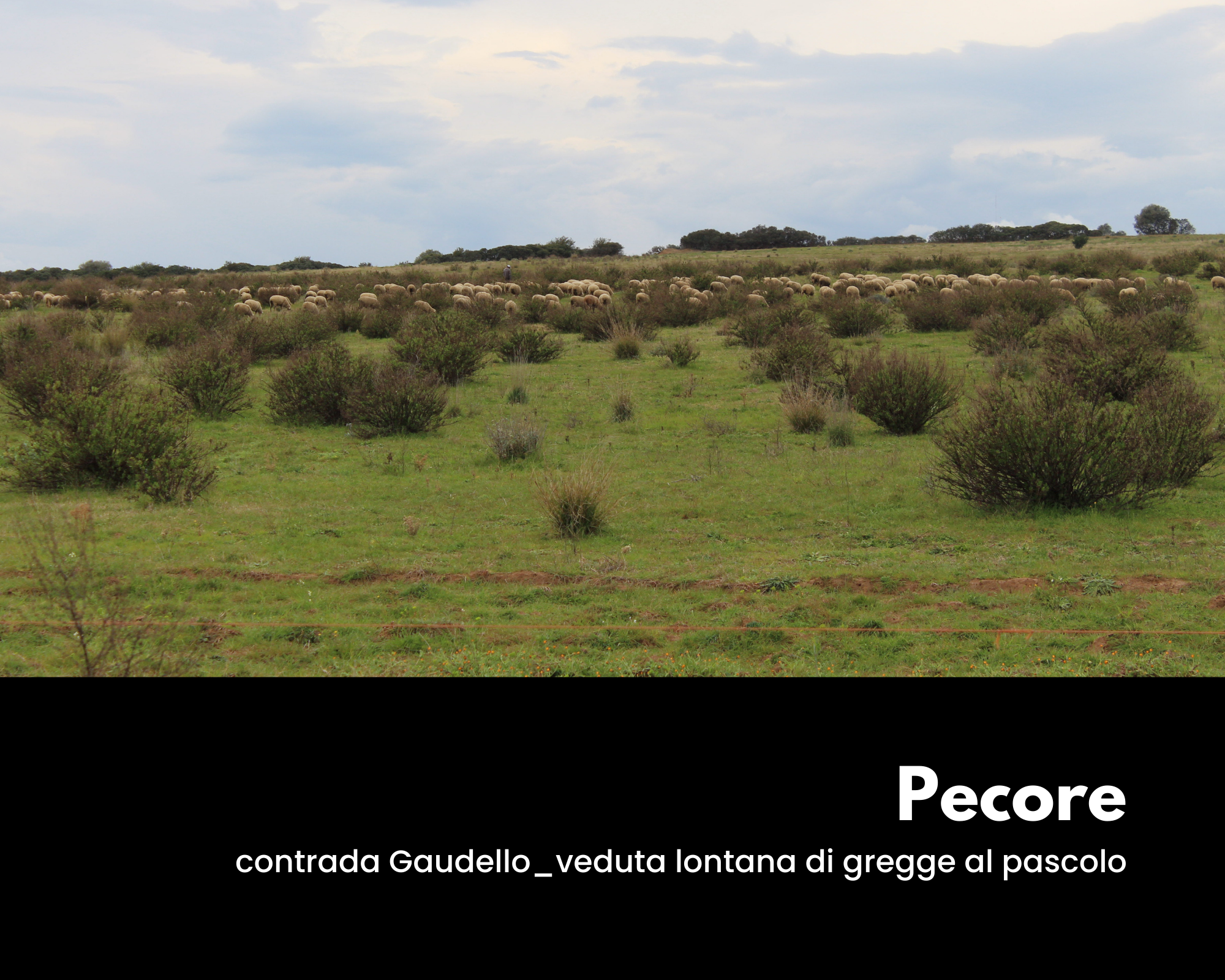 Pecore in contrada Gaudello_ veduta lontana di gregge al pascolo