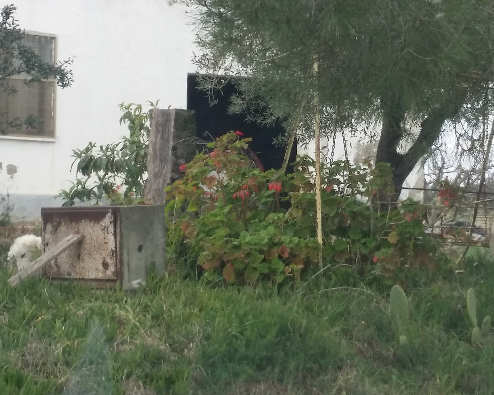 Un giardino di una casa di campagna abitata: riconosco grosse piante di gerani rossi, un ulivo, forse dei piccoli nespoli, dei fichi d'India, una panchina-dondolo in ferro, che s'indovina fosse bianca, e, ne sbuca la testa, un maremmano bianco disteso