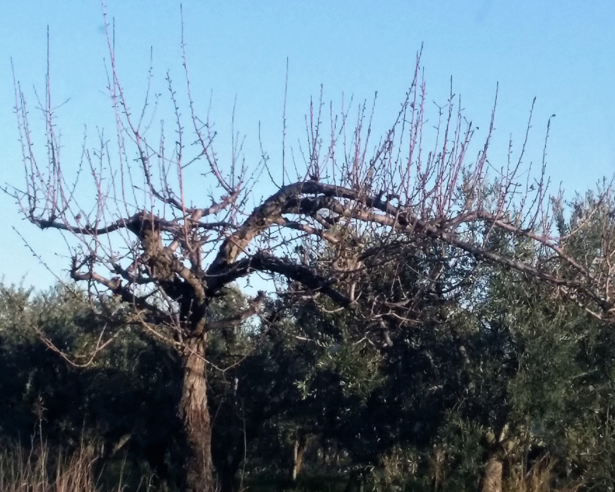 Albero spoglio con "succhioni" che tendono verso l'alto, come candele. Può sembrare un candelabro