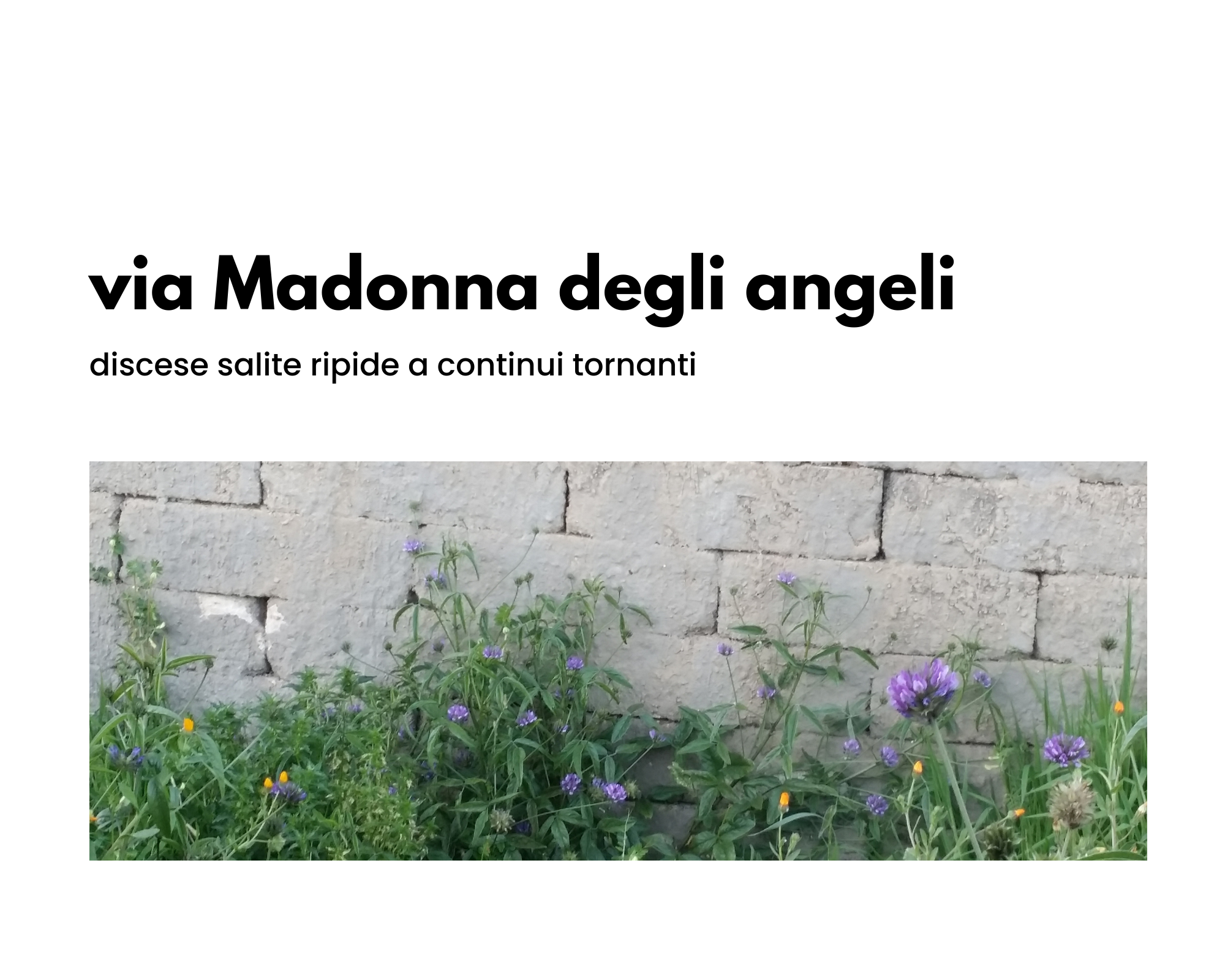 via Madonna degli angeli, discese, salite ripide a continui tornanti Muro di tufi con fiori di campo viola e arancioni