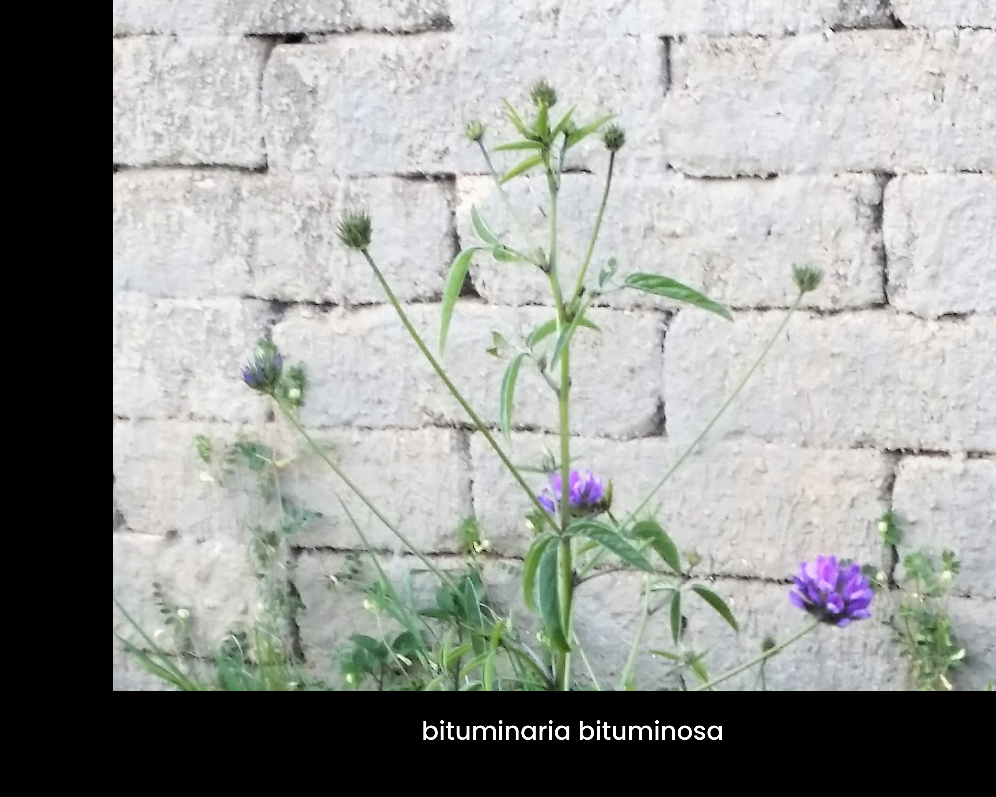 Muro di tufi con bituminaria bituminosa