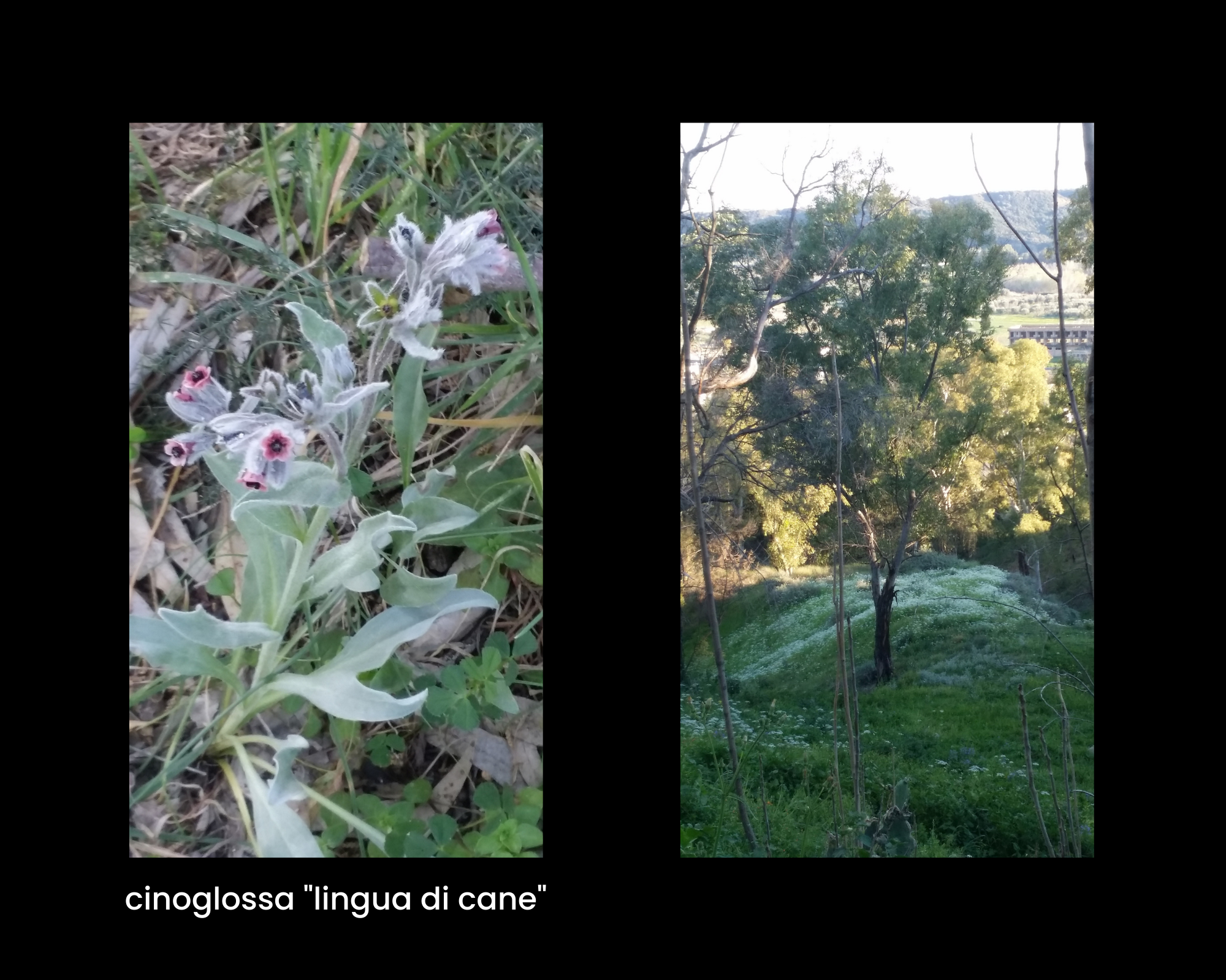 Cinoglossa detta "lingua di cane"; prato con macchie di bianco e albero