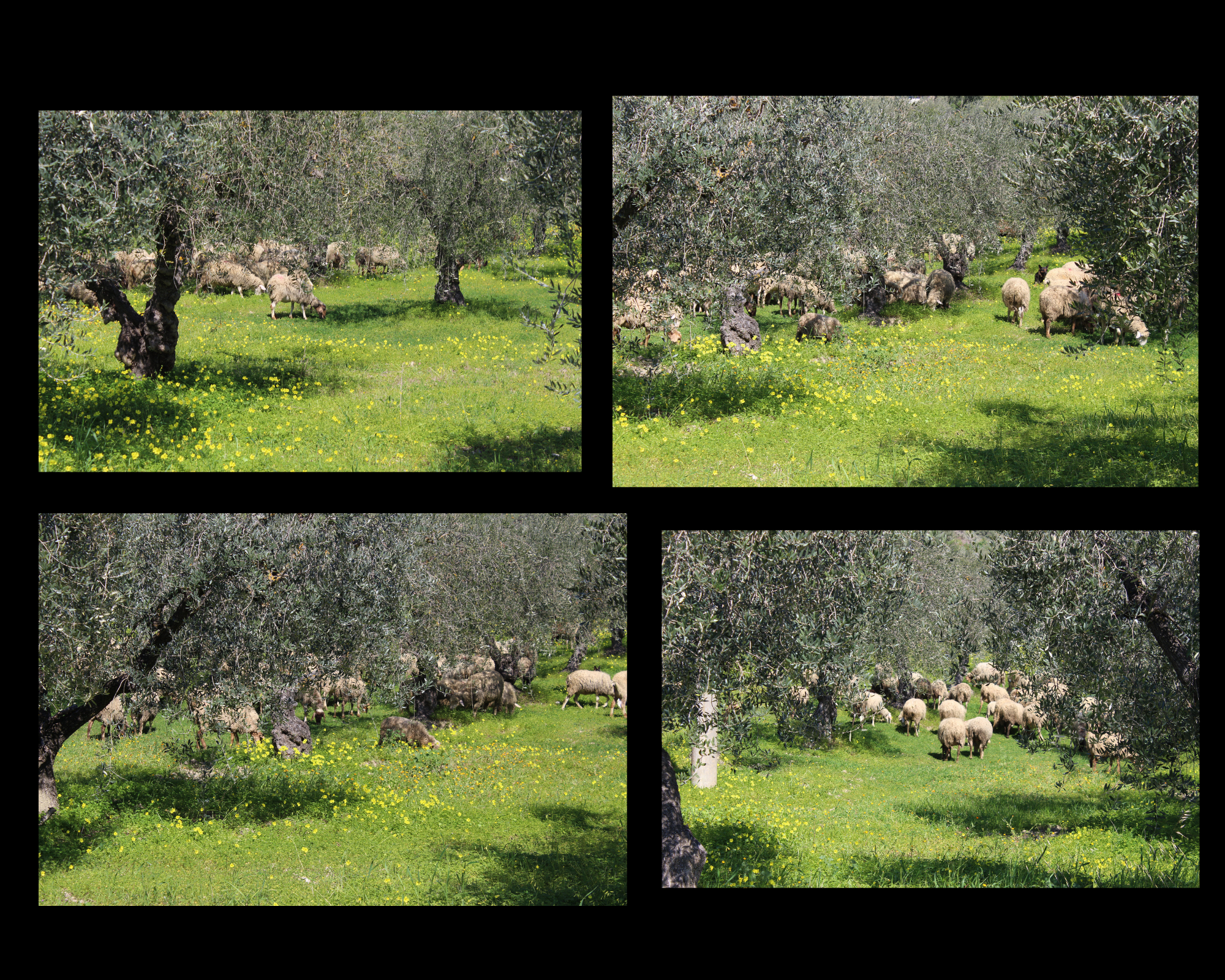 Gregge al pascolo tra ulivi e fiori gialli