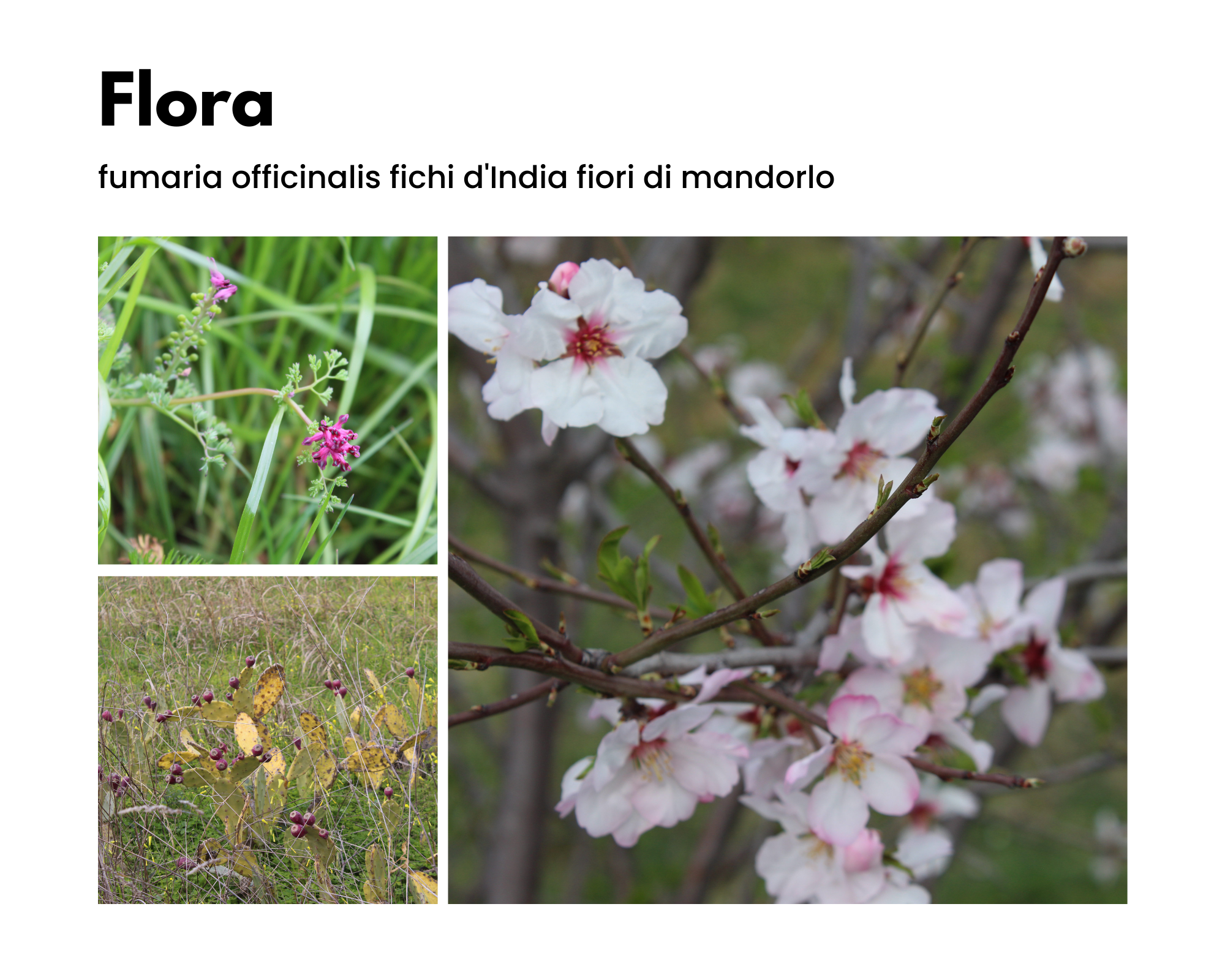 Flora (in senso antiorario) fumaria officinalis, fichi d'India, fiori di mandorlo